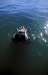 Southern Right Whale comes on the water surface