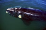 Southern Right Whale swims at the water surface