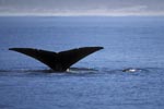 Fluke of Southern Right whales above water