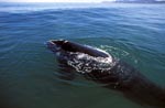 Southern Right Whale comes to the surface of the water