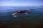 Southern Right Whale on the water surface 