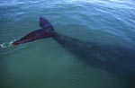 Southern Right Whale Fluke in plankton-rich water 