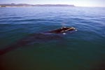Southern Right Whale on the water surface 
