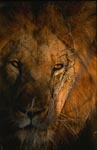 Male lion (Panthera leo) portrait