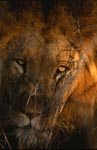 African lion - portrait of a big cat