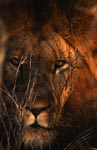 Head portrait of African lion