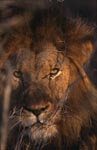 Male lion Lion at dawn