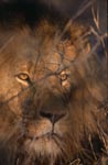 Male lion in the thorny brushwood