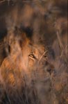 African Lion behind brambles