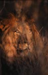 Male Lion looks through the thicket