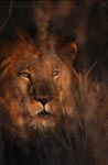 Male African Lion (Panthera leo)