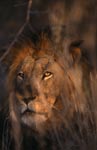 Mysterious Male lion in the Bush 