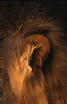 Lion ear