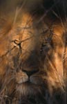 Male lion (Panthera leo)