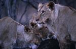African female lions (Panthera leo)