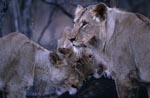 Two female african lions and their prey