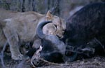 African lioness has killed a buffalo