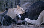 African Lions on prey animal