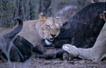The prey of the lions