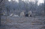 African lions prey in the dry bush