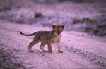 African lion cub in the evening light