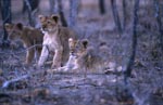 Young lions in the dry bush