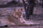 Female african lion is resting