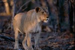 Female african lion in the evening light