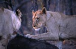 Two Female African lions at a hunted buffalo