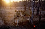 Lionesses on the hunt just before sunset