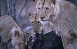 Female african lions (Panthera leo)