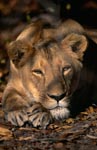 Female Barbary lion (Panthera leo leo)</