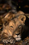 Female Barbary Lion Panthera leo leo