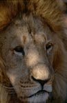 Portrait Barbary lion 