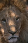 Barbary lion with a sad face