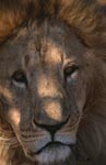 The expressive eyes of the Barbary lion