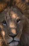 Barbary lion close-up