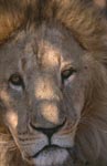 Eye contact with the Barbary Lion 