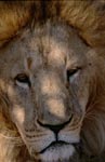 Impressive portrait of a Barbary lion