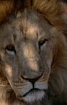 Barbary lion head portrait