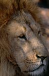 Format Filling Barbary lion portrait
