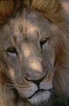 Barbary Lion Portrait