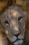 Format filling Barbary lion head portrait
