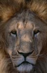 Imposing Berber lion face