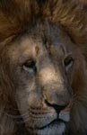 Berber lion face
