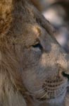 Barbary lion portrait from the side