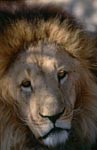 Fascinating Barbary lion face