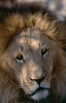 Barbary Lion: Impressive portrait of a big cat