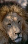 Face of the Berber lion