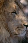 Side head portrait of a Barbary lion